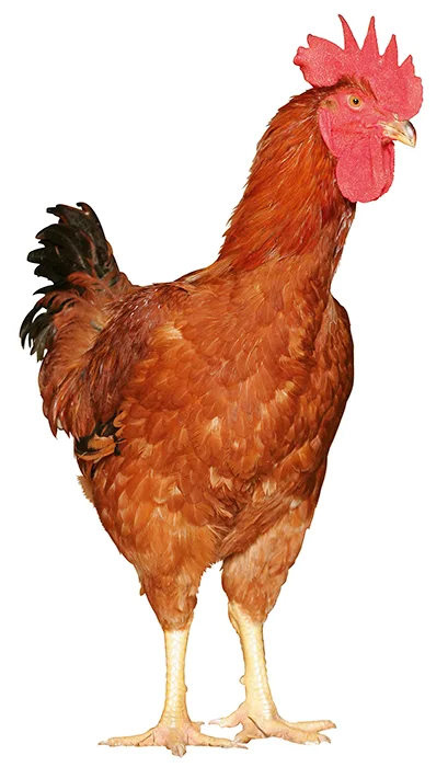 Poulet roux det 700pix