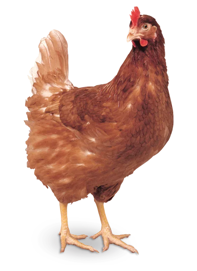 Poulette Hy-Line Brown