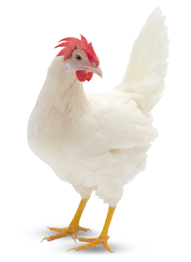 Poulette Hy-Line W-80 White