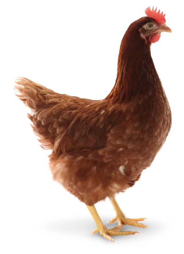 Lohmann