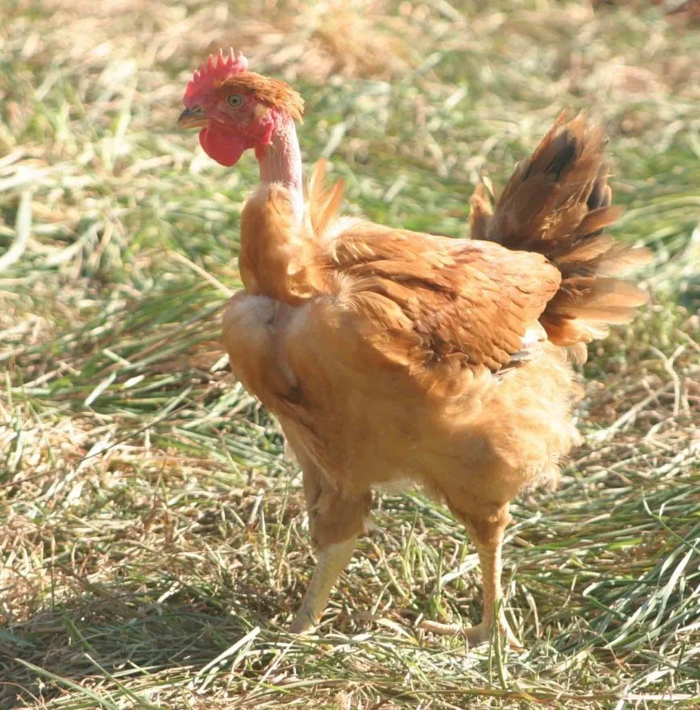 Poulet counu 1015x1030